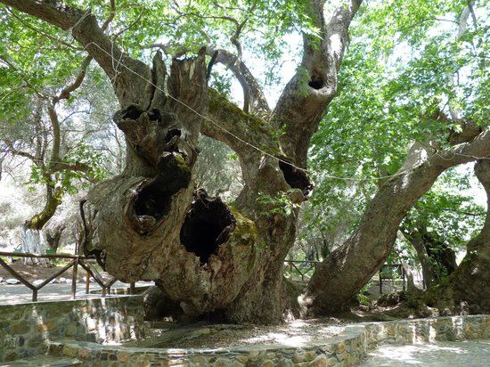 2,000 Years Old Tree